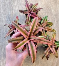 Cryptanthus Bivittatus (Earth