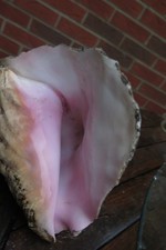 Huge Conch Shell Pink Approx