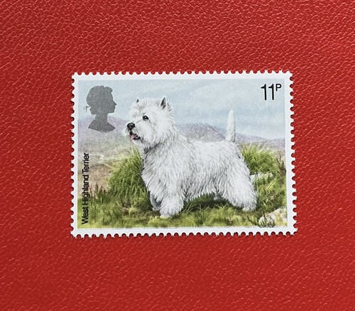 West highland terrier - highland,