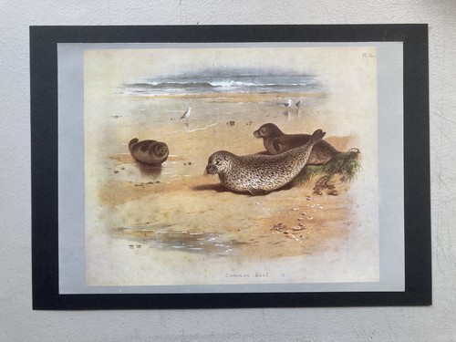 Vintage british mammal print - british,