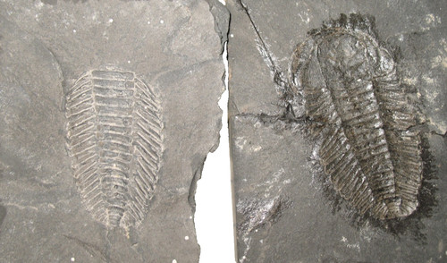 Ordovician trilobite fossil
