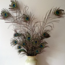 15 Genuine Peacock Feathers - Various Lengths from 30-80cms. Excellent Condition