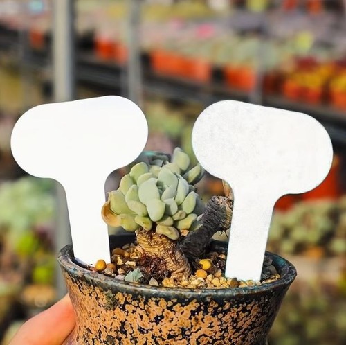 100pcs shape plastic plant - 100pcs,