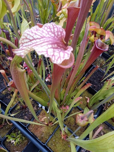 Sarracenia johnny wilkerson - sarracenia,