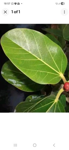 Banyan tree wudlow - bur,