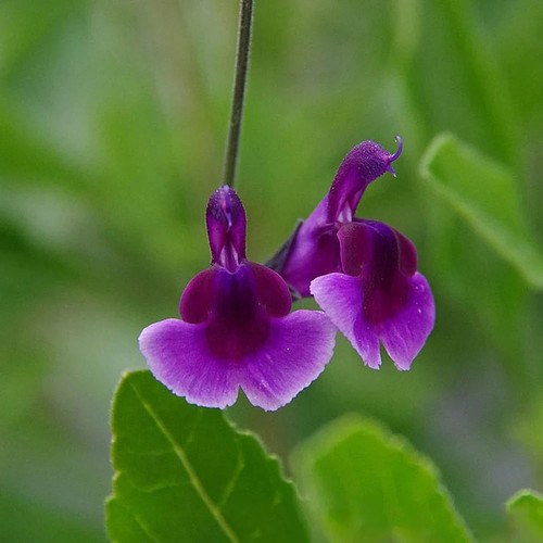 Salvia oriental dove - 'oriental, dove'