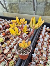 Crassula Hobbit Jade plant