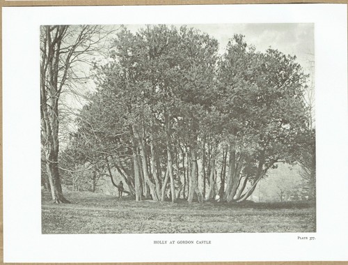 Holly tree gordon castle - at,