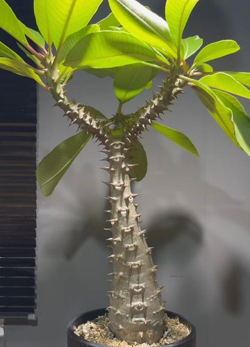Pachypodium baronii wysiwyg - baronii,