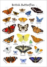 A3 British Butterflies