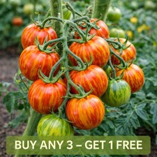 Vegetable Tomato Seeds -