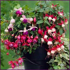 3x Fuchsia Standard Bush