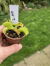 Venus Fly Trap, Dionaea