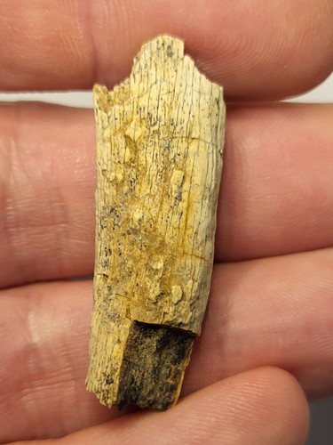 Dinosaur fossil found hell - found, in
