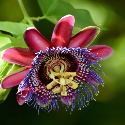 Passiflora alata plug - passiflora,
