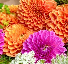 50 Pom Pom Giant Lilliput