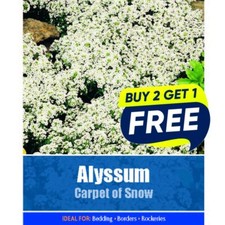 Flower Seeds Alyssum carpet of