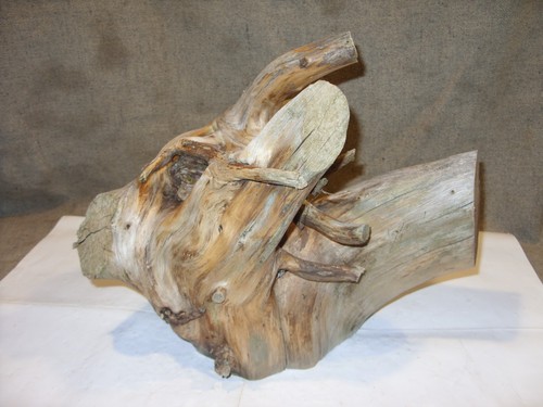 driftwood