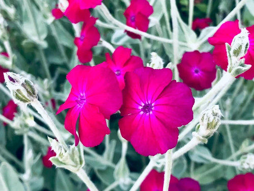 20cm rose campion lychnis - 20cm,