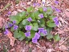 6 x Wild Violet (Viola