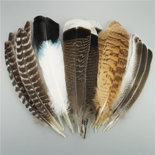 Beautiful 10 Pcs Natural Eagle