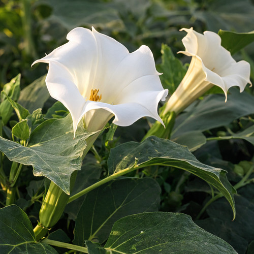 Exotic devil trumpet - exotic, seeds