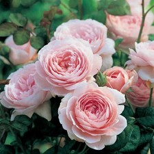 The Heritage Rose Bush Garden