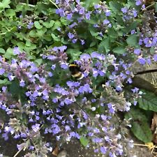 Catnip Seeds - Catmint - 0.5g (Avg. 700 Seeds)