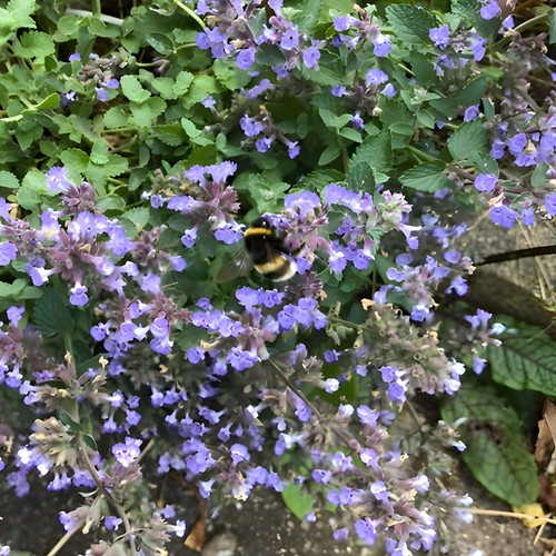 Catnip seeds catmint - catmint,