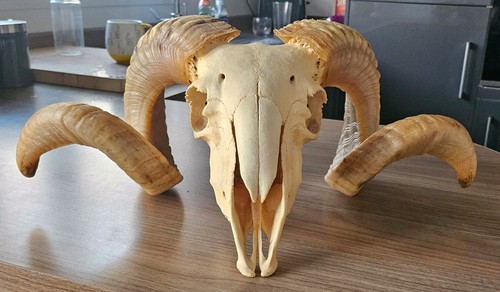 Big ram skull taxidermy art