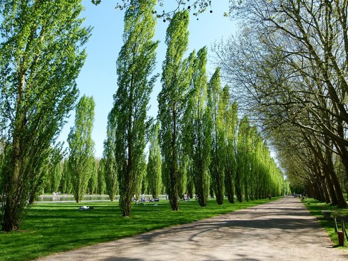 Large populus nigra poplar - populus,
