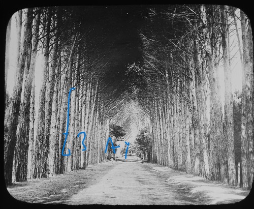 Cape town photo grove avenue - cape,