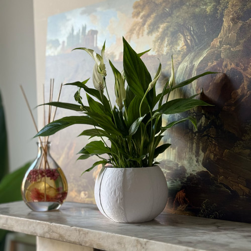 Self watering plant - self,