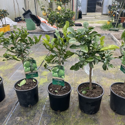 Citrus kaffir lime 70cm - citrus,