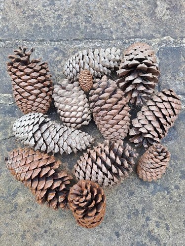 Natural pine cones - ,, mostly