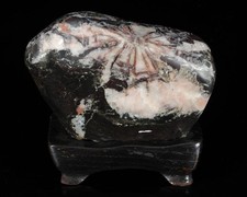 Natural Kikka Stone Suiseki