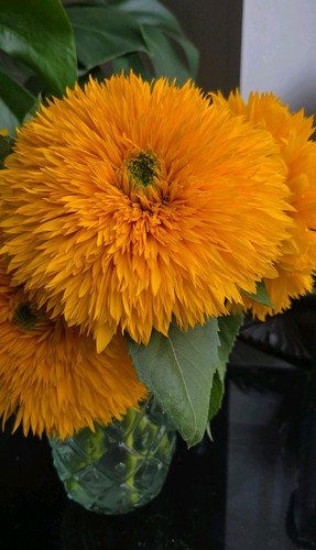 Giant teddy bear sunflower - bear,