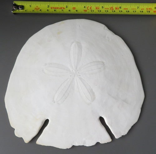 Big sand dollar snapper - big, /