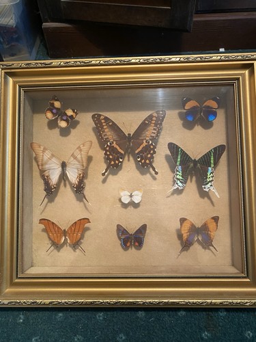 Framed butterflies