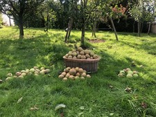 Young Grafted Apples 40-75cm