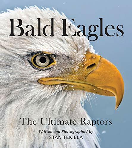 Bald eagles the - the, ultimate