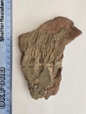 Crinoid Fossil Morocco
