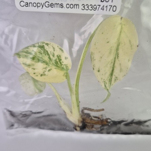 Monstera deliciosa white - monstera,