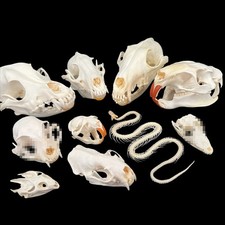 Real Taxidermy Animal Skull, Animal Bones Real for Craft, Specimen Collectibles