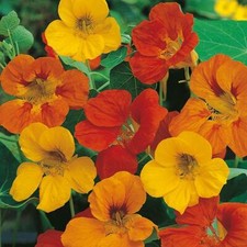 Nasturtium Tom Thumb Flower