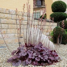 Heuchera Forever Purple 1 & 2