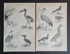 Pair of antique (c. 1890)