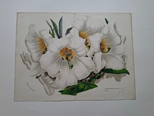 Louis van houtte - van,