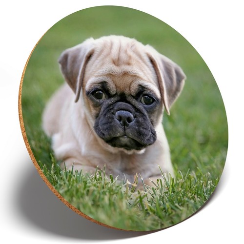Adorable pug puppy - x, round