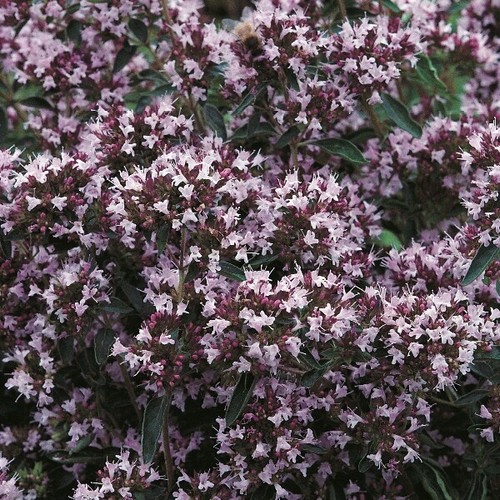 Marjoram herb 500 - herb, seeds